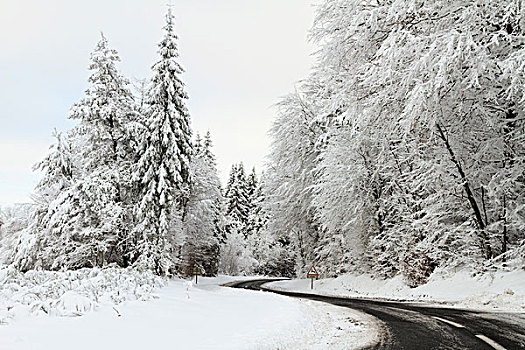 道路,弯曲,树林,冬天