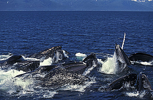 鲸,大翅鲸属,鲸鱼,群,泡泡,网,喂食,张嘴,抓住,磷虾,阿拉斯加