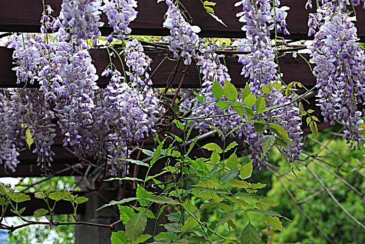紫藤,花架