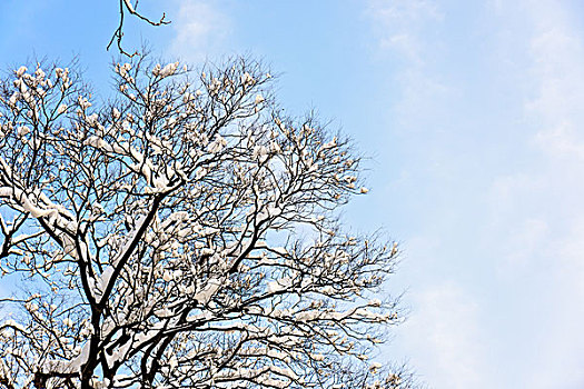 雪压树枝