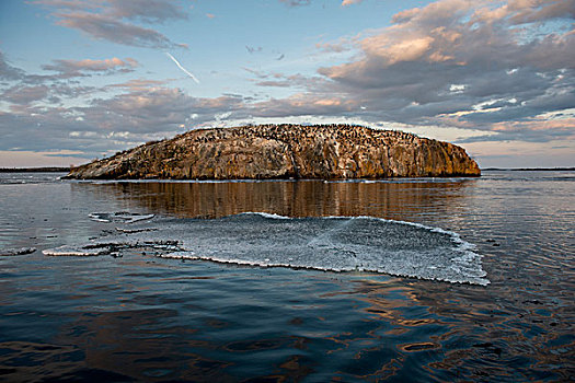 冰,漂浮,湖,木头,安大略省,加拿大