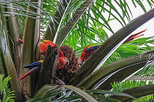 深红色,金刚鹦鹉,哥斯达黎加,中美洲
