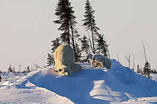 极地,熊,母熊,幼兽,北极,瓦普斯克国家公园,曼尼托巴,加拿大