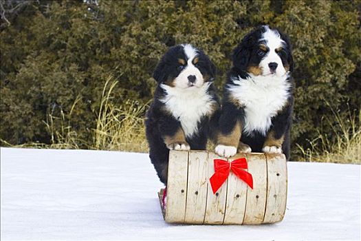 伯恩山犬,小动物,雪橇,雪撬,冬天