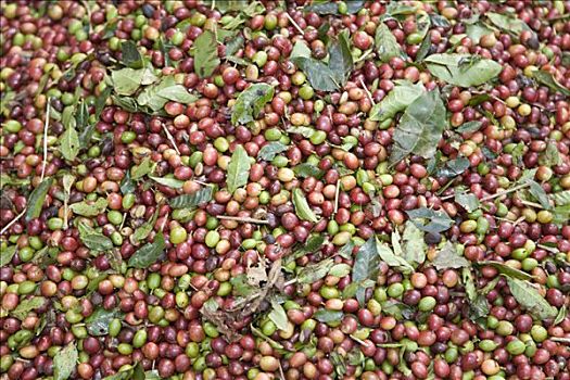 成熟,咖啡豆,叶子,委内瑞拉,南美
