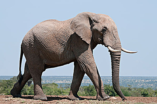 非洲象,雄性动物,牧场,肯尼亚