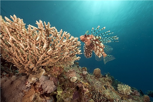 蓑鲉,珊瑚,红海