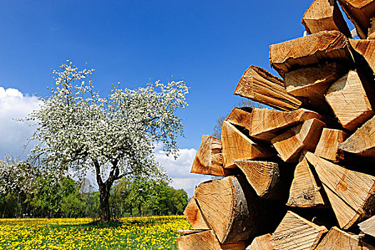 一堆,木柴,蒲公英,花,苹果树,施塔恩贝格湖,上巴伐利亚,巴伐利亚,德国,欧洲