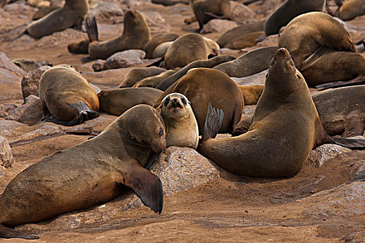 海豹,生物群,克罗斯角,靠近,斯瓦科普蒙德,纳米比亚