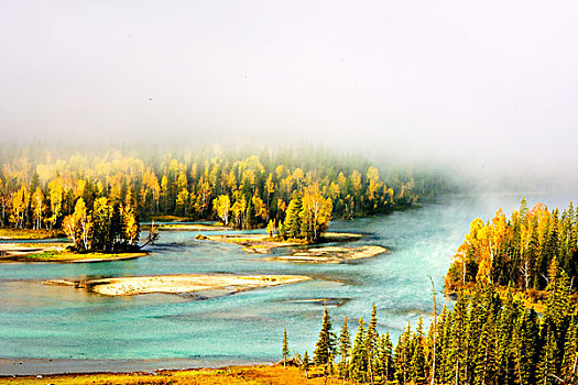 新疆,喀纳斯,河流,雾,杉树,秋天