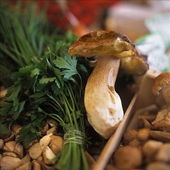 蘑菇,板条箱,药草,牛肝菌,上面