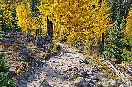 小路,秋天,野生,盆地,落基山脉,国家公园,科罗拉多,美国