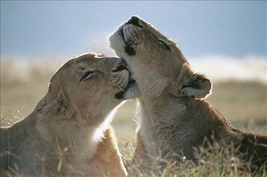 非洲狮,狮子,雌性,修饰,塞伦盖蒂国家公园,坦桑尼亚