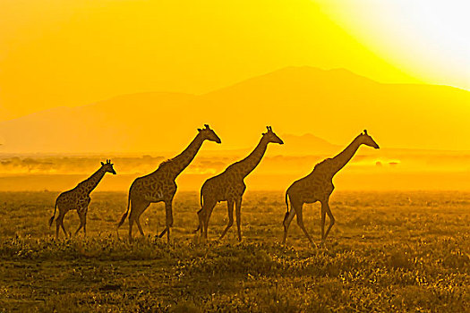 非洲,坦桑尼亚,塞伦盖蒂,五个,长颈鹿,马萨伊,马赛长颈鹿,走,正面,日出