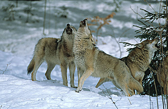 狼,叫喊,雪中,巴伐利亚森林,自然公园