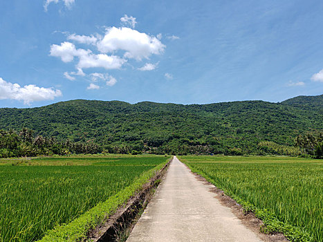 稻田山景