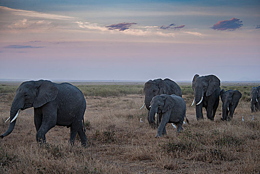 非洲大象118