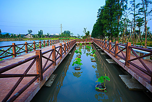 草地,道路,花木,绿色