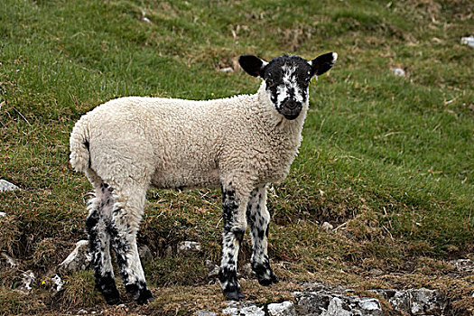 羊羔,靠近,约克郡谷地,北约克郡,英格兰