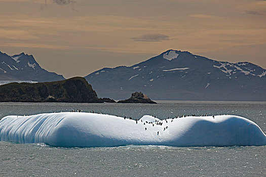 南极,南乔治亚,巴布亚企鹅,冰山