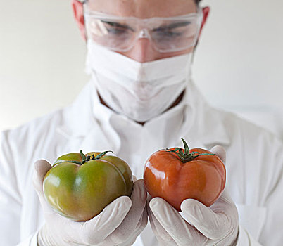 科学家,检查,西红柿,实验室
