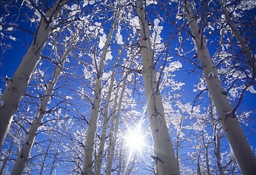 风景,树,积雪,蓝天,美国,科罗拉多