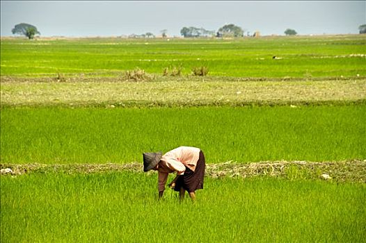 女人,戴着,草帽,稻田,缅甸