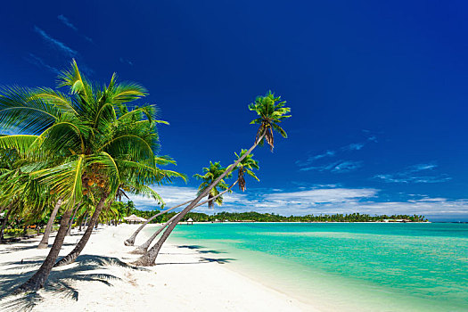 棕榈树,上方,白色,海滩,种植园,岛屿,斐济