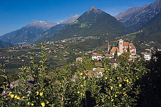 山村,苹果地,靠近,梅拉诺,特兰迪诺,意大利,欧洲