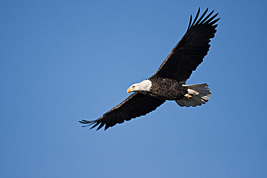 白头鹰,海雕属,雕,飞行,上方,密西西比河,伊利诺斯,美国