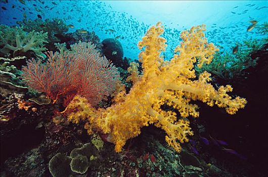 礁石,景色,黄色,软珊瑚,海扇,鱼群,珊瑚鱼,巴布亚新几内亚