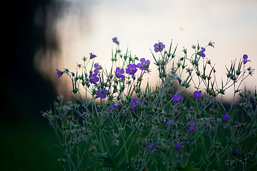 紫色,野花,特写