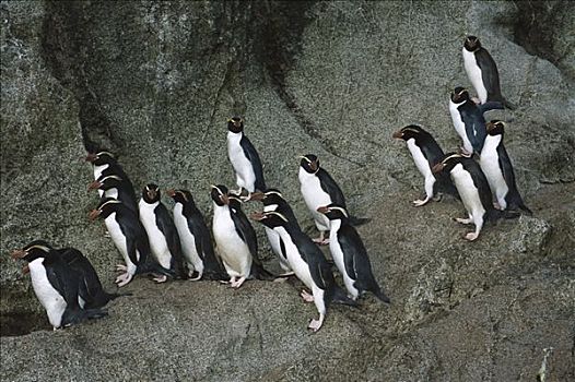 企鹅,群,跟随,通勤,路线,向上,花冈岩,斜坡,树林,车站,岛屿,新西兰