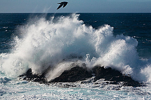 海浪,岩石海岸,大,加利福尼亚,美国