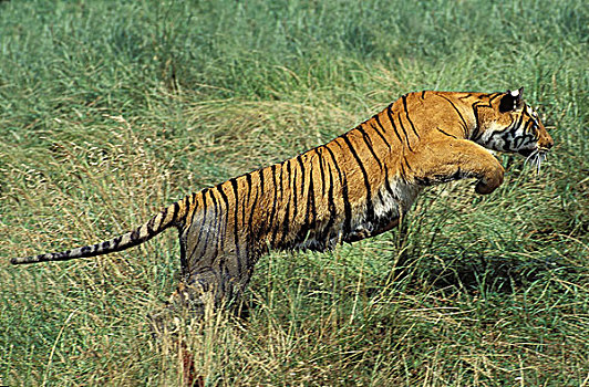 孟加拉虎,虎,成年,跑,高草