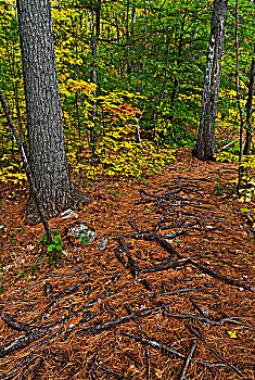 秋色,展示,树,根部,徒步旅行,湖,省立公园
