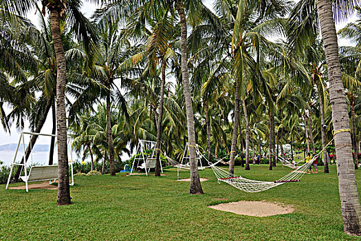海滨椰树休闲区