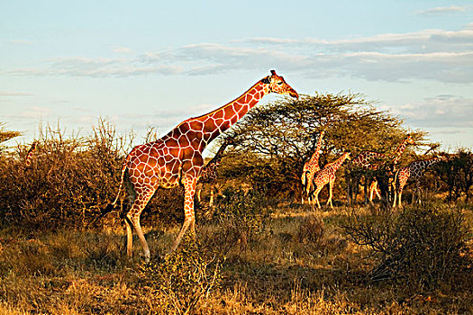 网纹长颈鹿,长颈鹿,桑布鲁野生动物保护区,肯尼亚