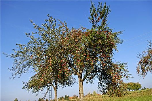 苹果树,红苹果,上弗兰科尼亚,巴伐利亚,德国,欧洲