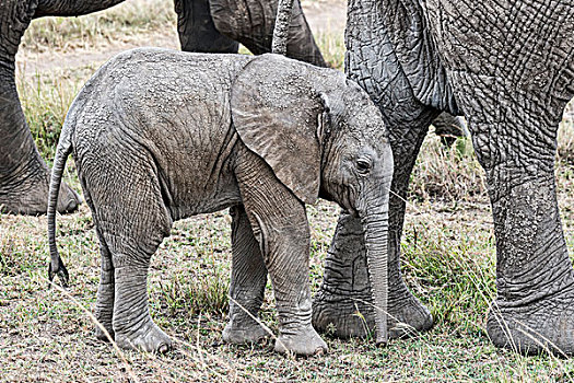 非洲象,幼兽,马赛马拉国家保护区,肯尼亚,非洲