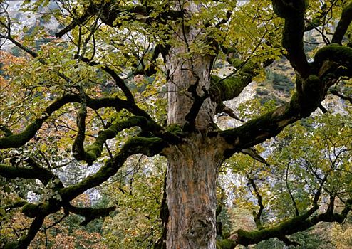 大槭树,提洛尔,奥地利,欧洲