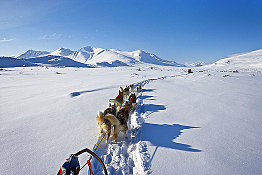 瑞典,拉普兰,国家公园,雪橇,狗,冬天