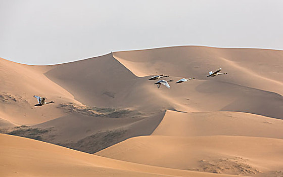 飞越沙漠
