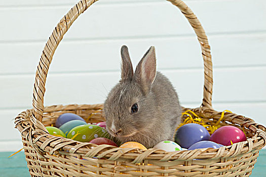 彩色,复活节彩蛋,复活节兔子,柳条篮,坐