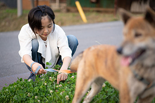 女孩,柴犬,狗,三叶草