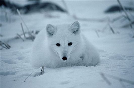 北极狐,丘吉尔市,曼尼托巴,加拿大