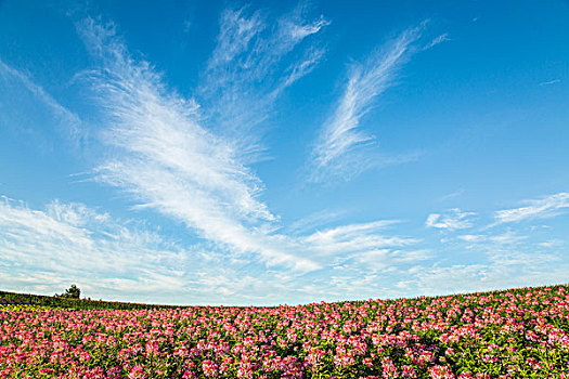 蜘蛛,花,天空,农场