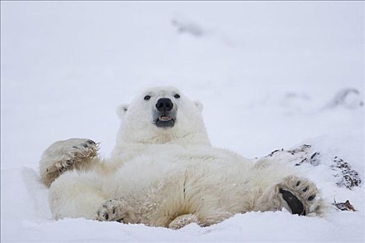 卧,北极熊,放松,丘吉尔市,曼尼托巴,加拿大