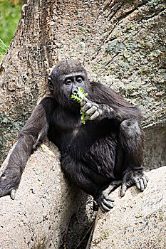 婴儿,大猩猩,坐,岩石上,吃,叶子,卡尔加里,艾伯塔省,加拿大