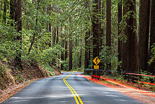弯曲,道路,亮光,护栏,红杉,州立公园,加利福尼亚,美国,北美